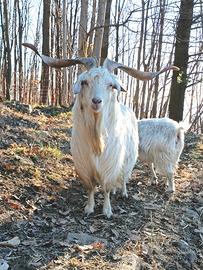 Mini gregge capre cashmere 5 esemplari