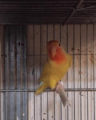 Inseparabile lutina femmina