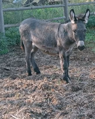 Asino maschio