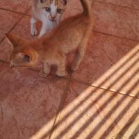 Cuccioli in attesa di adozione