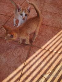 Cuccioli in attesa di adozione