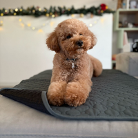 Barboncino Nano aspetta fidanzata