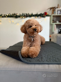 Barboncino Nano aspetta fidanzata