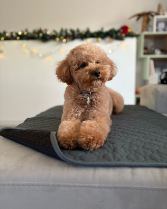 Barboncino Nano aspetta fidanzata