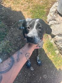 Bracco-pointer femmina