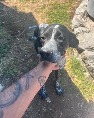 Bracco-pointer femmina