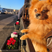 Maschio spitz di pomerania per accoppiamento