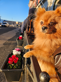 Maschio spitz di pomerania per accoppiamento