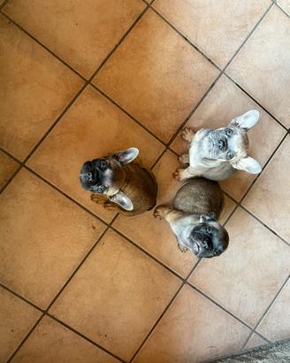 Cuccioli di bulldog francese