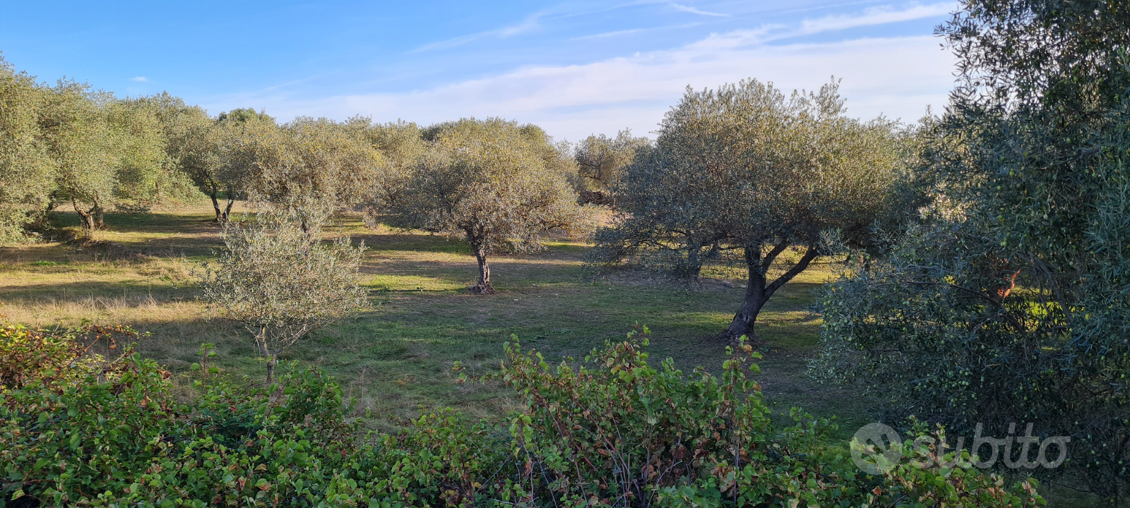 Terreno oliveto (Ittiri) - Vista 4