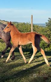 Puledra