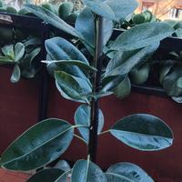 pianta Ficus 150 e 94cm