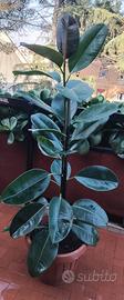 pianta Ficus 150 e 94cm