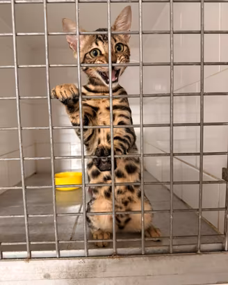 Stupendo bengala disponibile