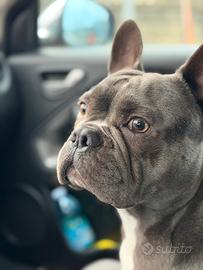 Bulldog francese