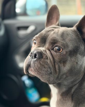 Bulldog francese