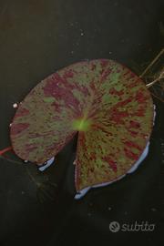Ninfea laghetto - Yellow Queen - zebrata 