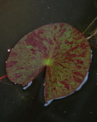 Ninfea laghetto - Yellow Queen - zebrata 