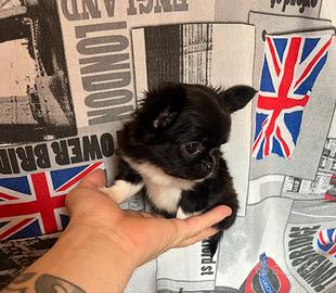 Chihuahua Maschio Pelo Lungo mini 3 mesi