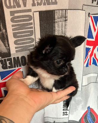 Chihuahua Maschio Pelo Lungo mini 3 mesi