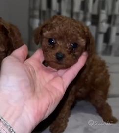 Barboncini toy e mini toy