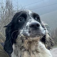 Cuccioli di setter inglese