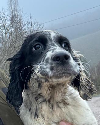 Cucciolo di setter inglese