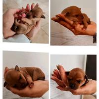 Cuccioli PINCHER
