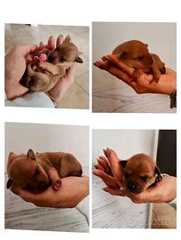 Cuccioli PINCHER
