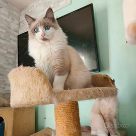 Gatto simil ragdoll