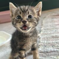 Cuccioli di gatto
