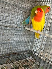 Coppia inseparabile NT