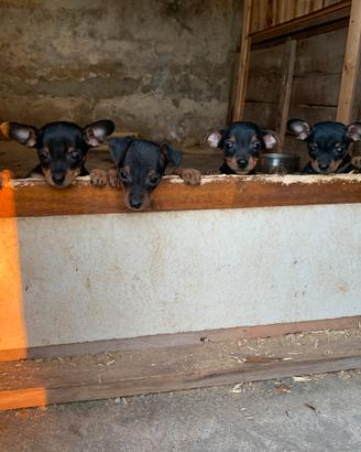 Cuccioli di Pinscher