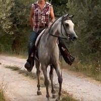 Cavallo Arabo