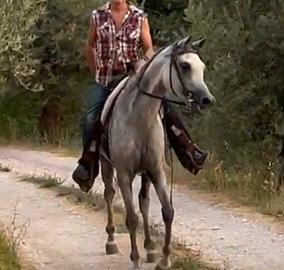 Cavallo Arabo