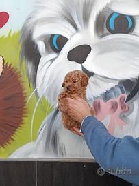 Cuccioli di barboncini