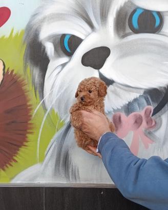 Cuccioli di barboncini