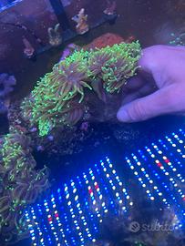 Acquario marino