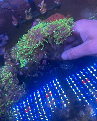 Acquario marino