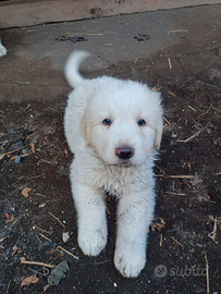 Cucciolo pastore dell Asia centrale