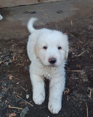 Cucciolo pastore dell Asia centrale