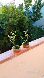 bonsai di melograno 