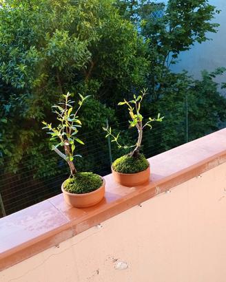 bonsai di melograno 