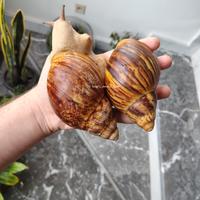 Archachatina marginata ovum acromelanic body