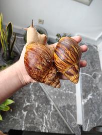 Archachatina marginata ovum acromelanic body