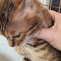 Allevamento bengala cessazione