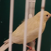 Produttore di Coppie Canarie