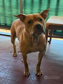 Pitbull