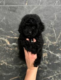 Splendido cucciolo di Barboncino Total Black
