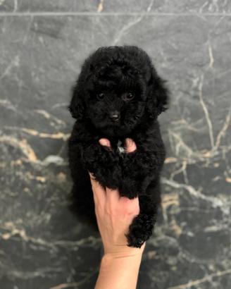 Splendido cucciolo di Barboncino Total Black